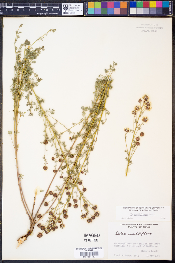 Dalea multiflora image