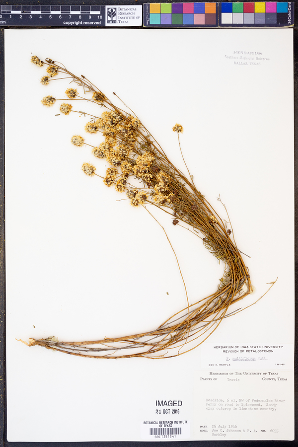 Dalea multiflora image