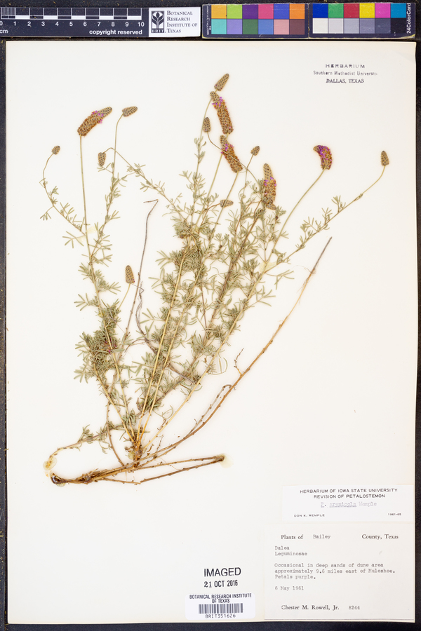 Petalostemon arenicola image