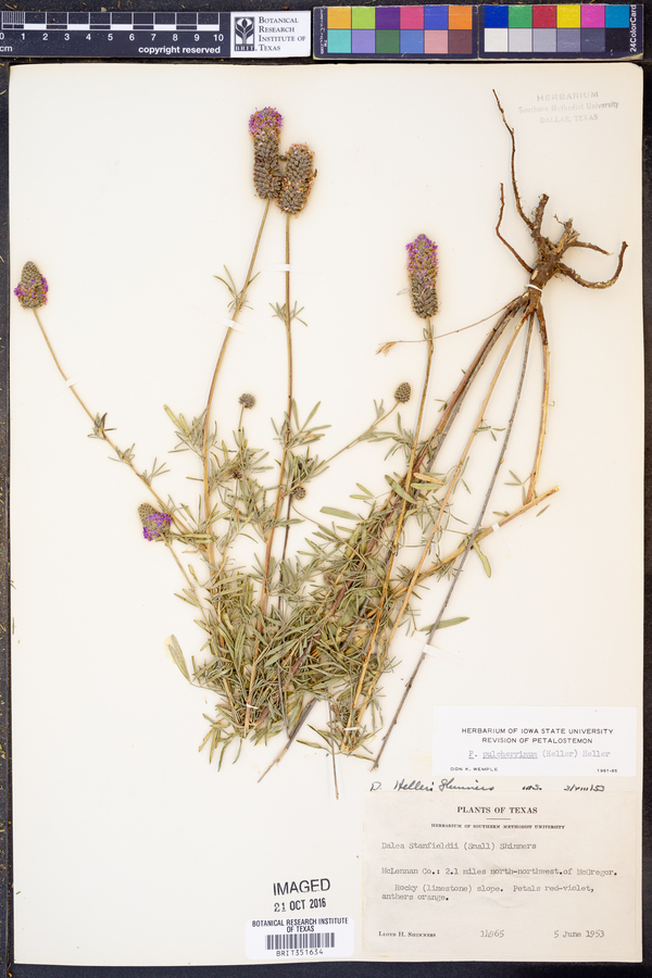 Dalea compacta var. pubescens image