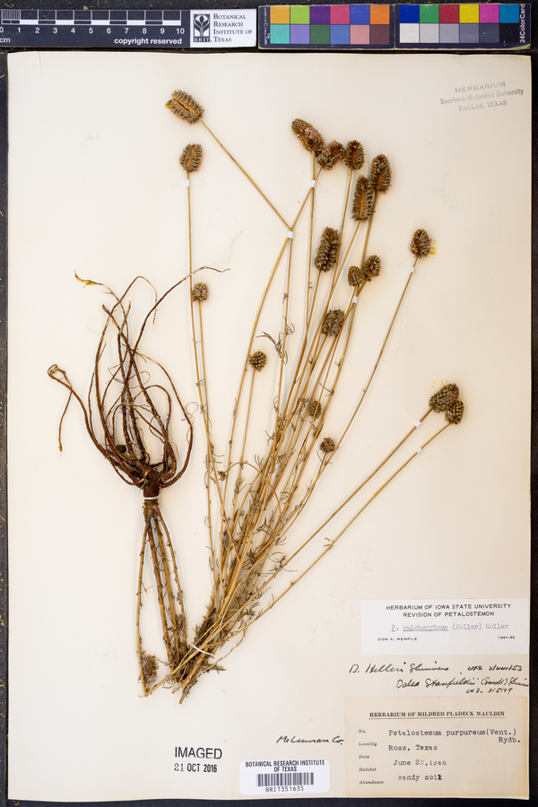Dalea compacta var. pubescens image