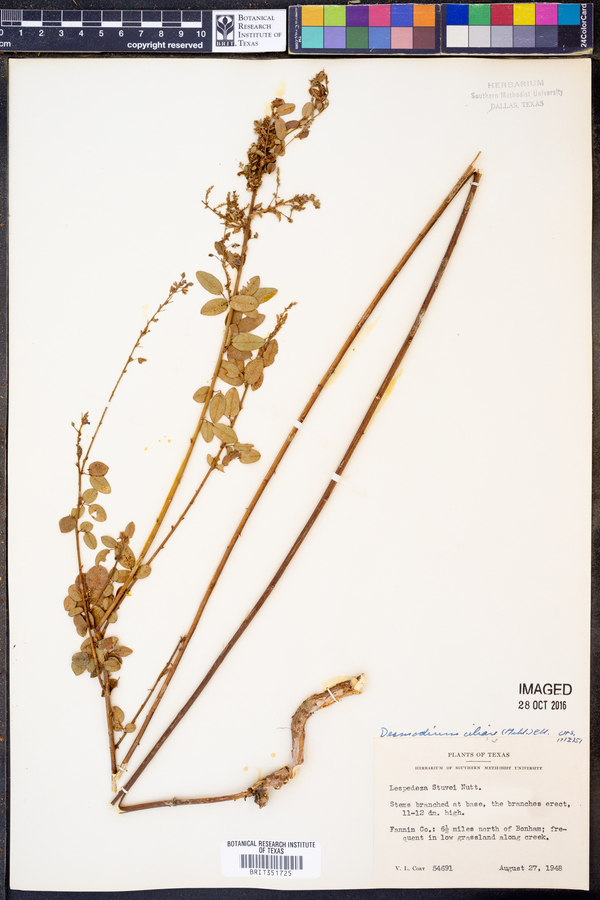 Desmodium ciliare image