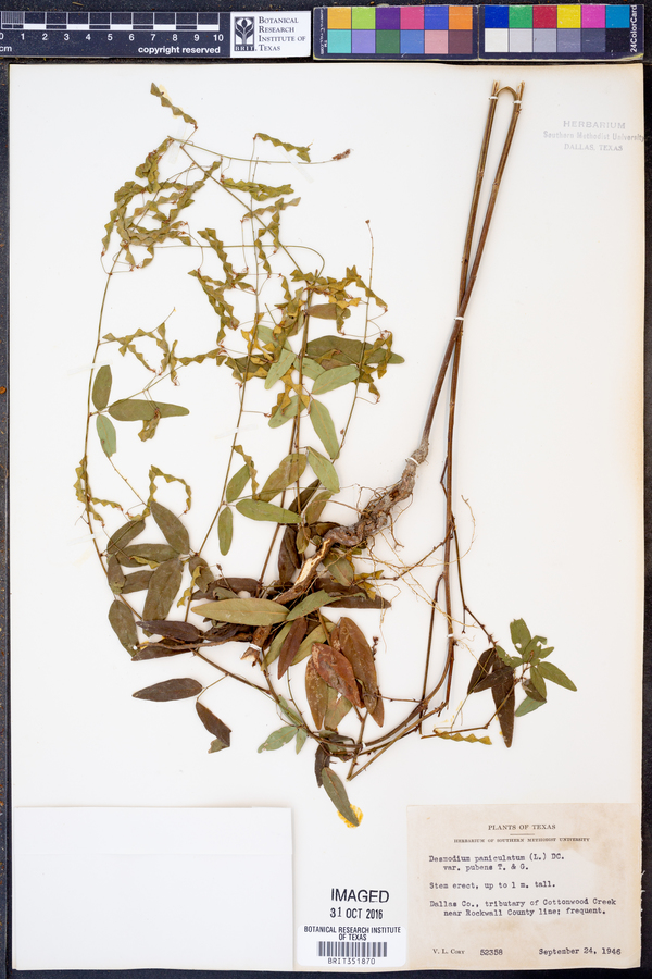 Desmodium paniculatum var. pubens image