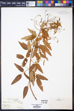 Image of Meibomia paniculata