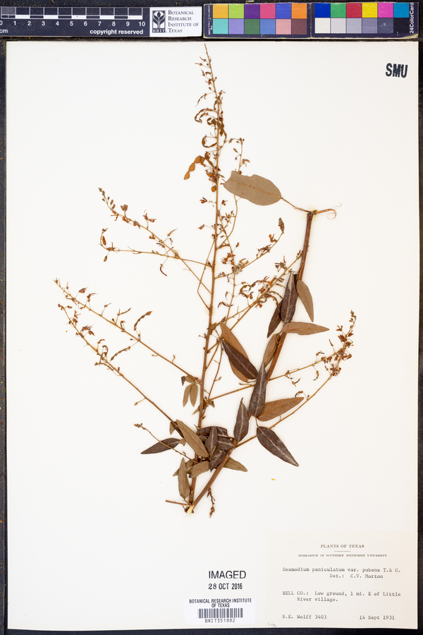 Desmodium paniculatum var. pubens image