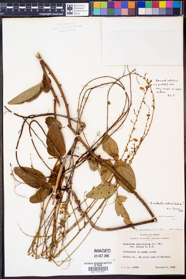 Desmodium nuttallii image