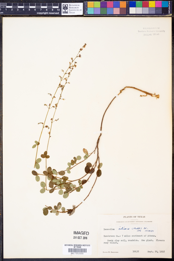 Desmodium ciliare image