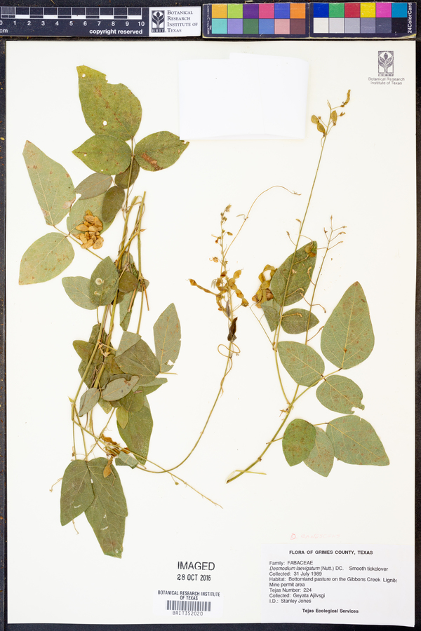 Desmodium canescens image