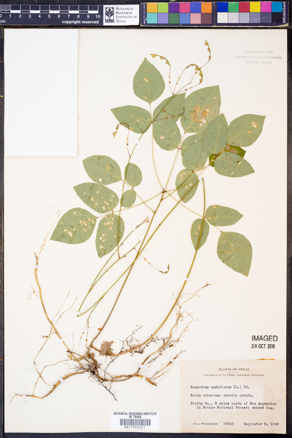 Desmodium nudiflorum image