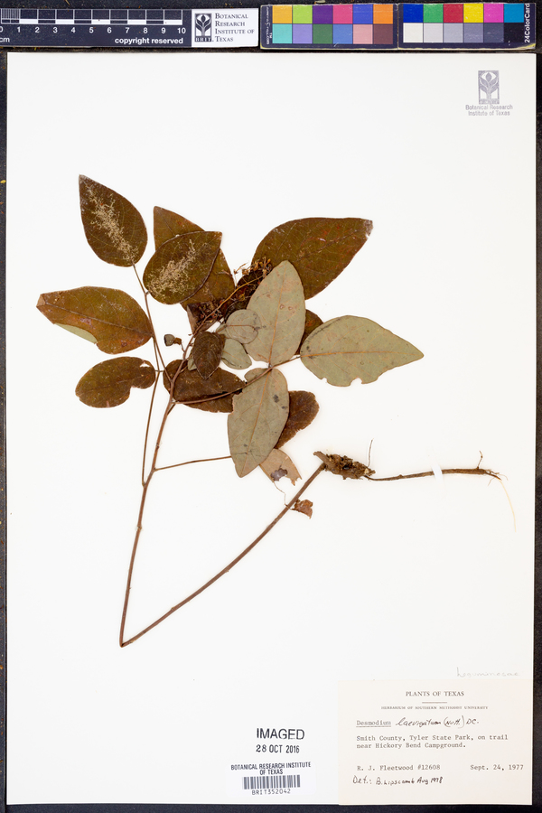 Desmodium laevigatum image