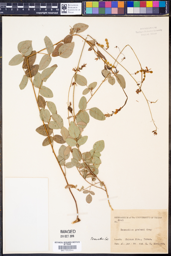 Desmodium grahami image