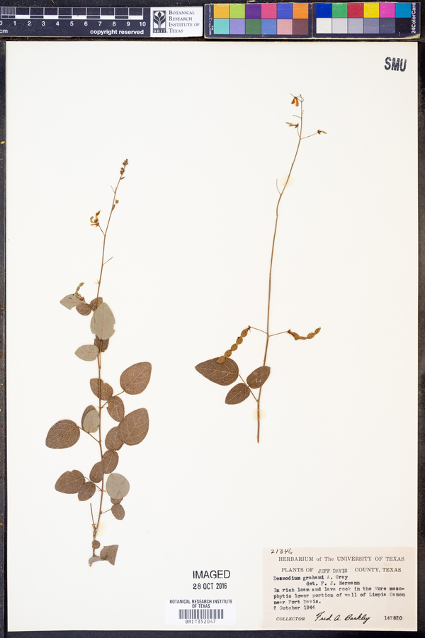 Desmodium grahami image