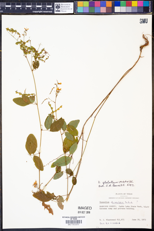 Desmodium fernaldii image