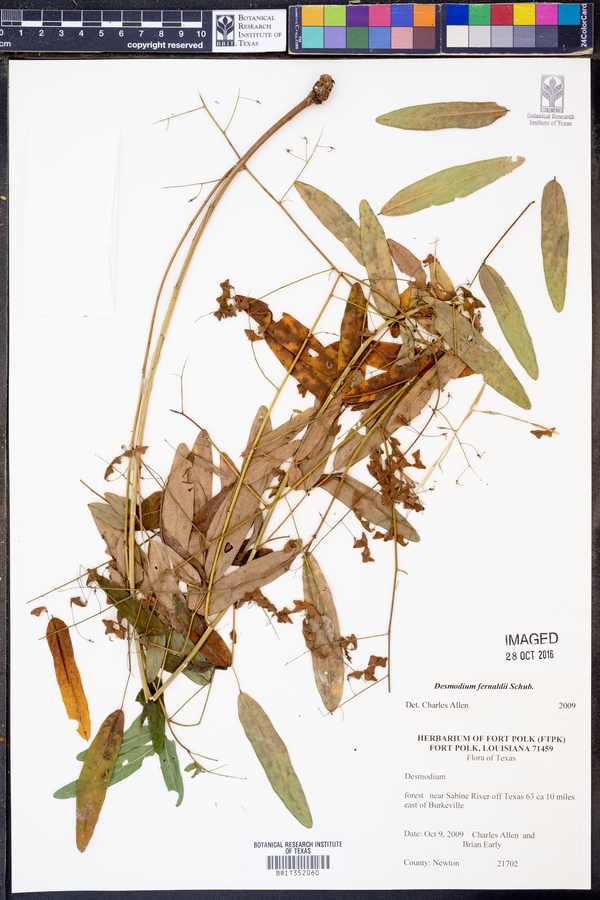 Desmodium fernaldii image