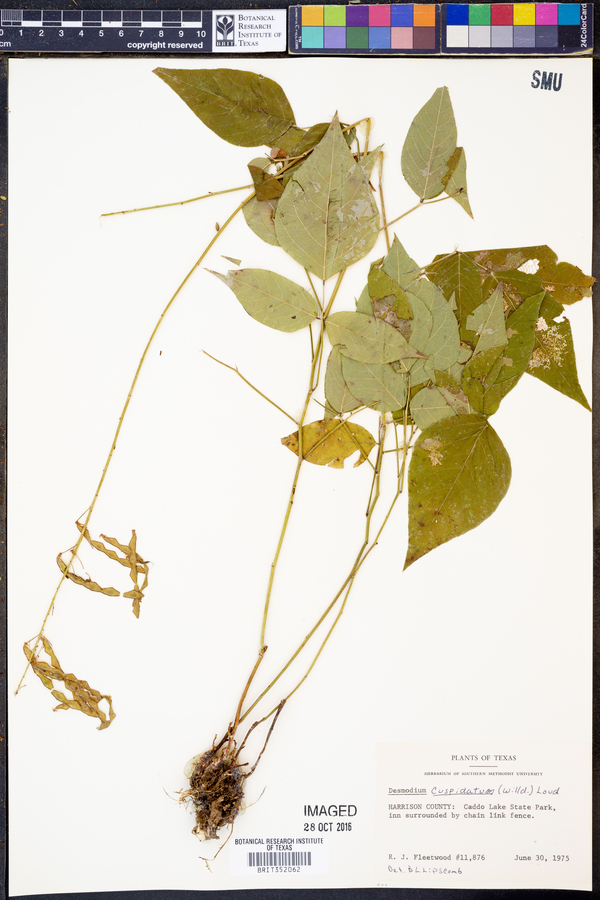 Desmodium cuspidatum image