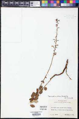 Desmodium ciliare image