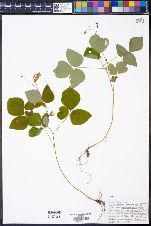 Desmodium pauciflorum image