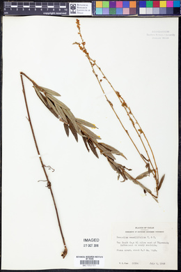 Desmodium sessilifolium image