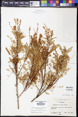 Eysenhardtia texana image