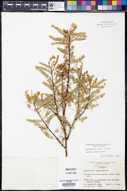 Eysenhardtia texana image