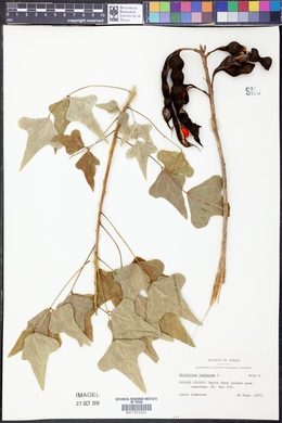 Erythrina herbacea image