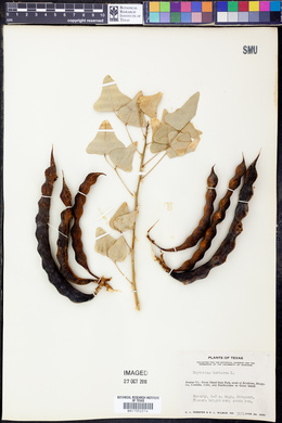 Erythrina herbacea image