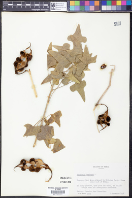 Erythrina herbacea image