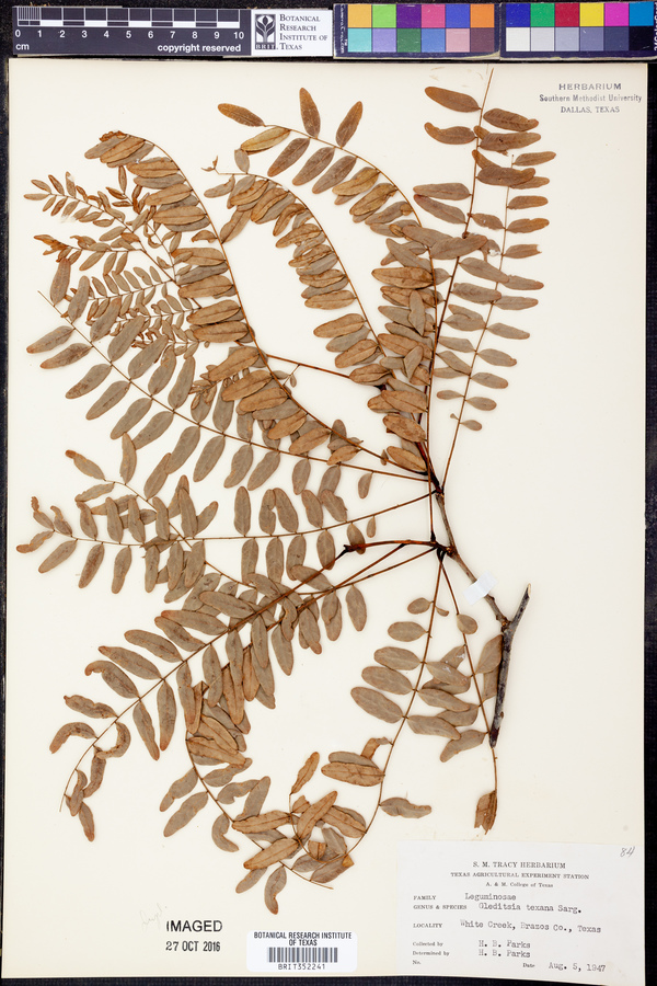 Gleditsia × texana image