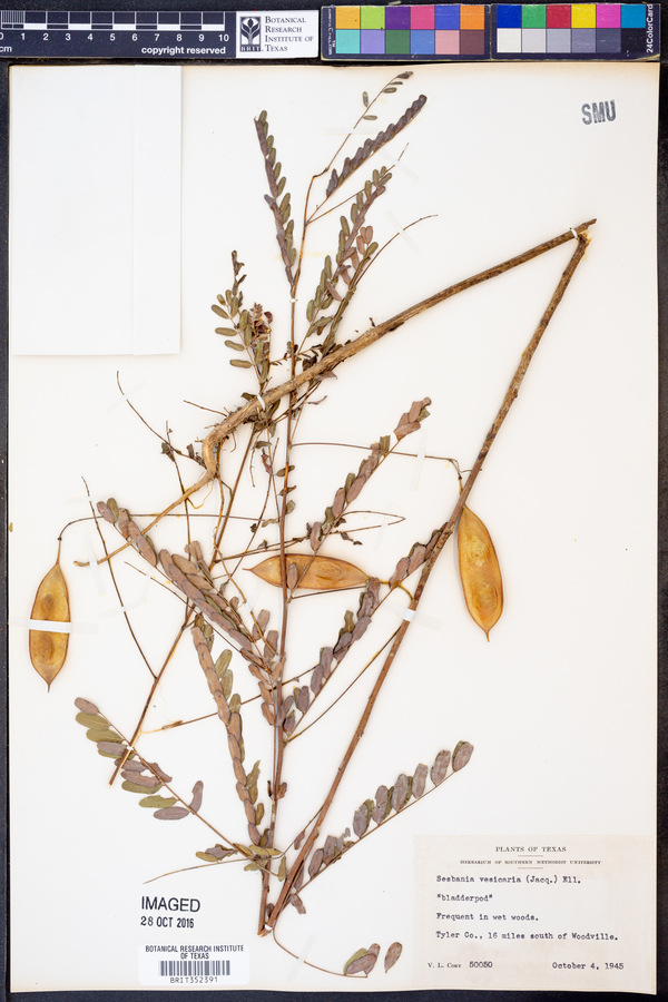 Sesbania vesicaria image