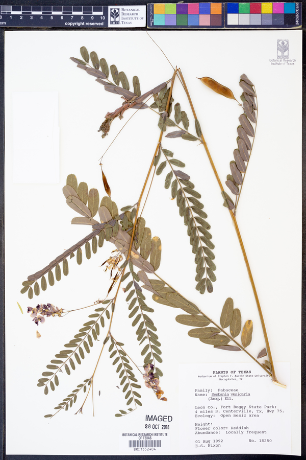 Sesbania vesicaria image