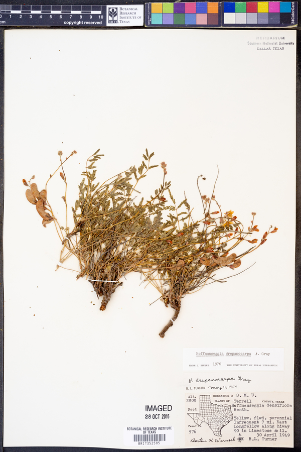 Hoffmanseggia drepanocarpa image