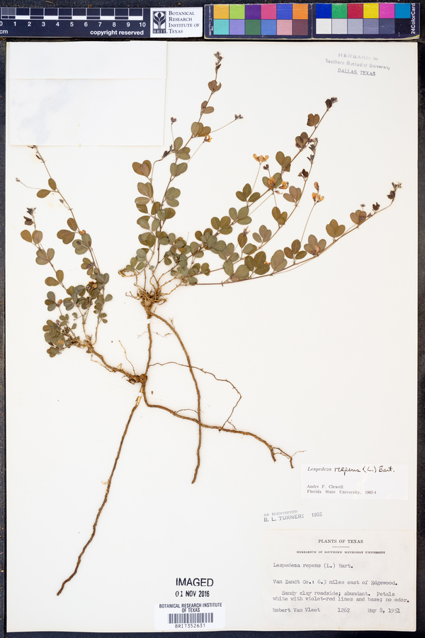 Lespedeza repens image