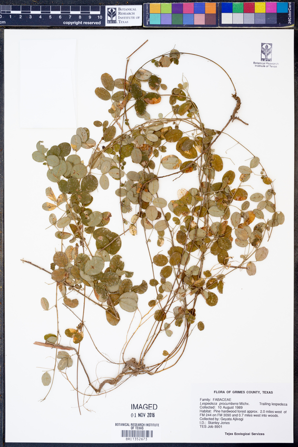 Lespedeza procumbens image