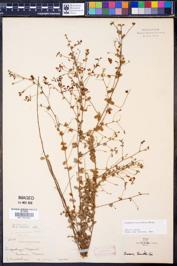 Lespedeza procumbens image