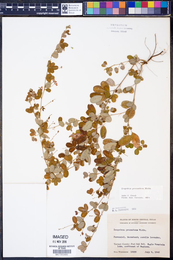 Lespedeza procumbens image