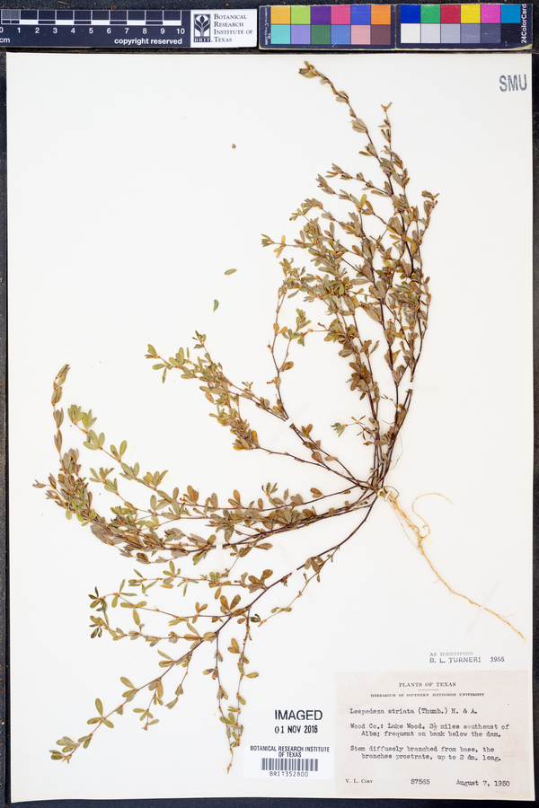 Kummerowia striata image