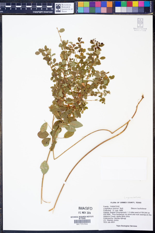 Lespedeza stuevei image