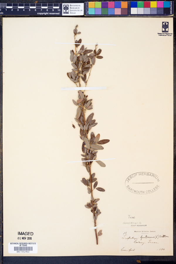 Lespedeza frutescens image