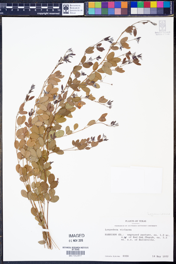 Lespedeza violacea image