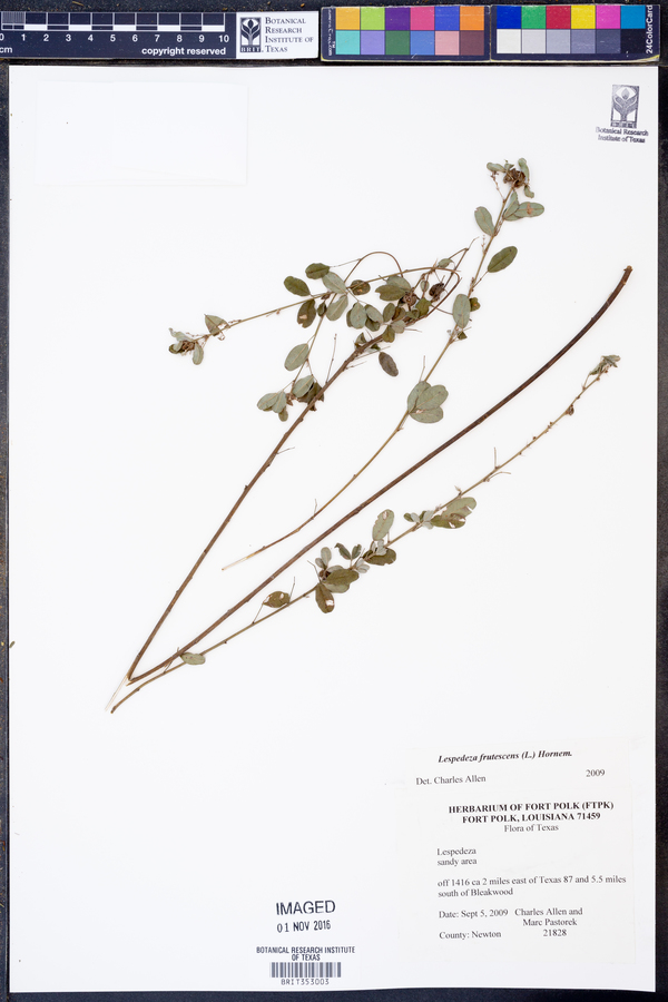 Lespedeza frutescens image