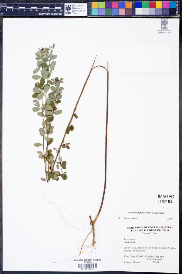 Lespedeza frutescens image