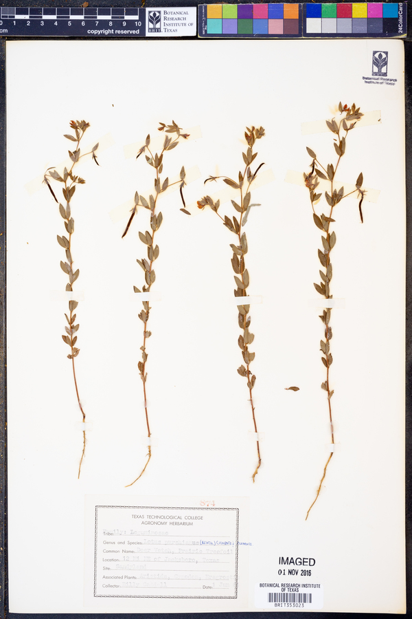 Lotus unifoliolatus var. unifoliolatus image