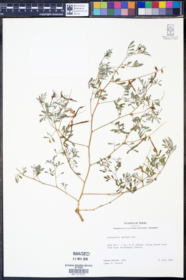 Indigofera miniata image