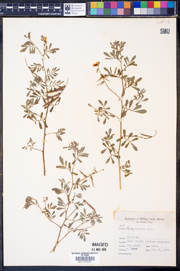 Indigofera miniata image