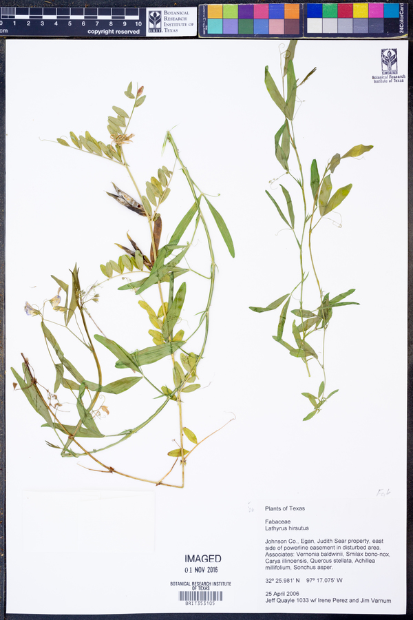 Lathyrus hirsutus image