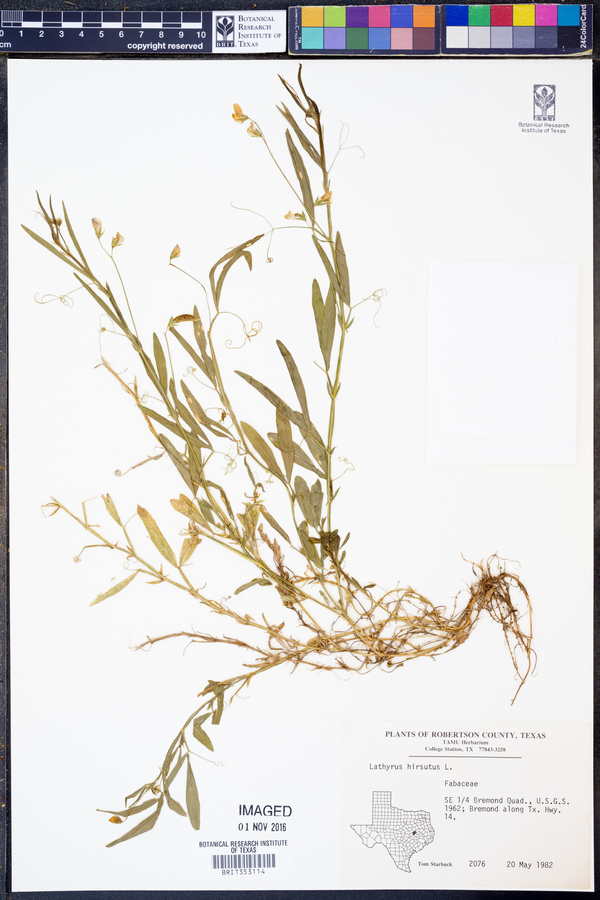Lathyrus hirsutus image