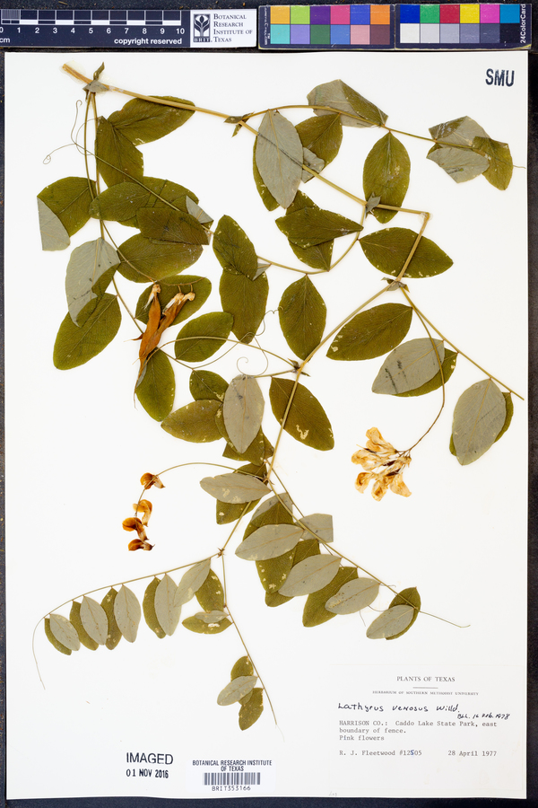 Lathyrus venosus image
