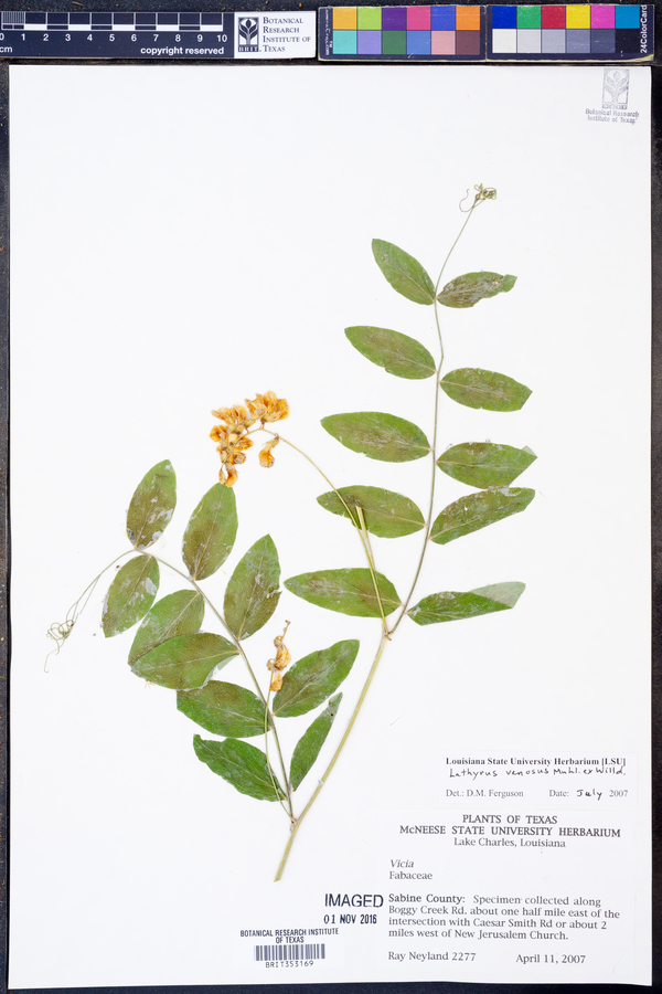 Lathyrus venosus image