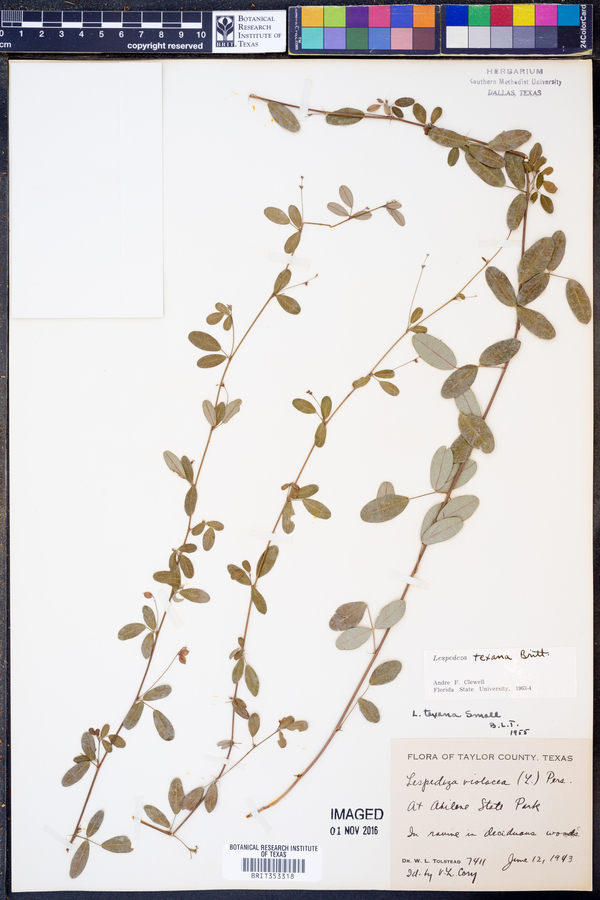 Lespedeza texana image