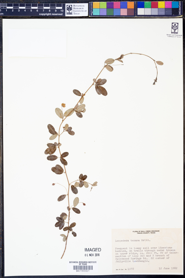 Lespedeza texana image